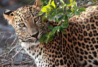 a leopard with a green leaf